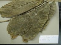 Herbarium sample